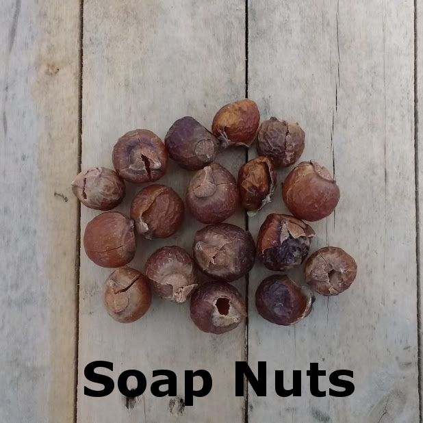 Soap nuts of soap berries from trees grown natively in India and Nepal